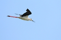 23057 Himantopus himantopus (Cavaliere d'Italia)